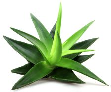 Organic Aloe image